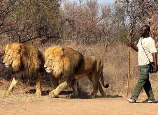 تأثير الحظر على مربي الأسود في جنوب أفريقيا news-01092024-111731