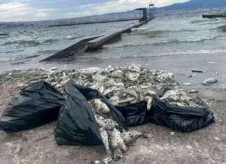 جهود علمية لمعالجة التلوث في خليج إزمير news-09102024-000943