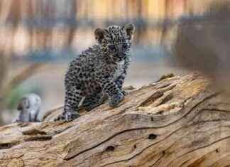 احتفاليات ومبادرات سعودية بمناسبة اليوم العالمي للنمر العربي