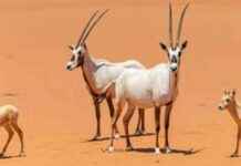 تسجيل ولادة 74 حيوانًا بريًا في محمية الملك خالد 74