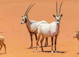 تسجيل ولادة 74 حيوانًا بريًا في محمية الملك خالد 74