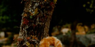 اول حيوان صعد الفضاء: قصة مثيرة وراء الرحلة الفضائية الأولى