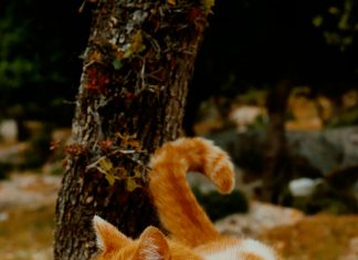 اول حيوان صعد الفضاء: قصة مثيرة وراء الرحلة الفضائية الأولى