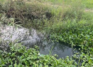 نبتة ورد النيل: تهديد لص المياه للزراعة والبيئة في مصر