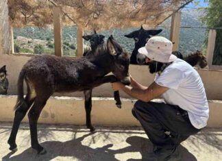 مزرعة نموذجية تحقق تحولا في واقع حياة الحمير