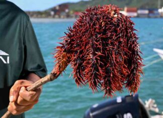 حماية الشعاب النجمية: غواصو جزر كوك يحاربون رماح الخشب