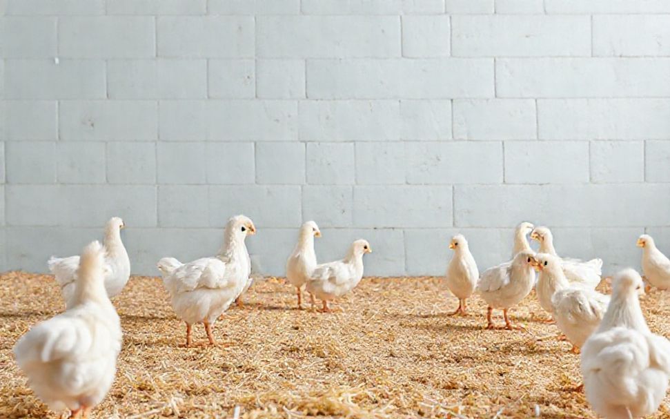 سعر الفراخ البيضاء اليوم: تعرف على أفضل العروض