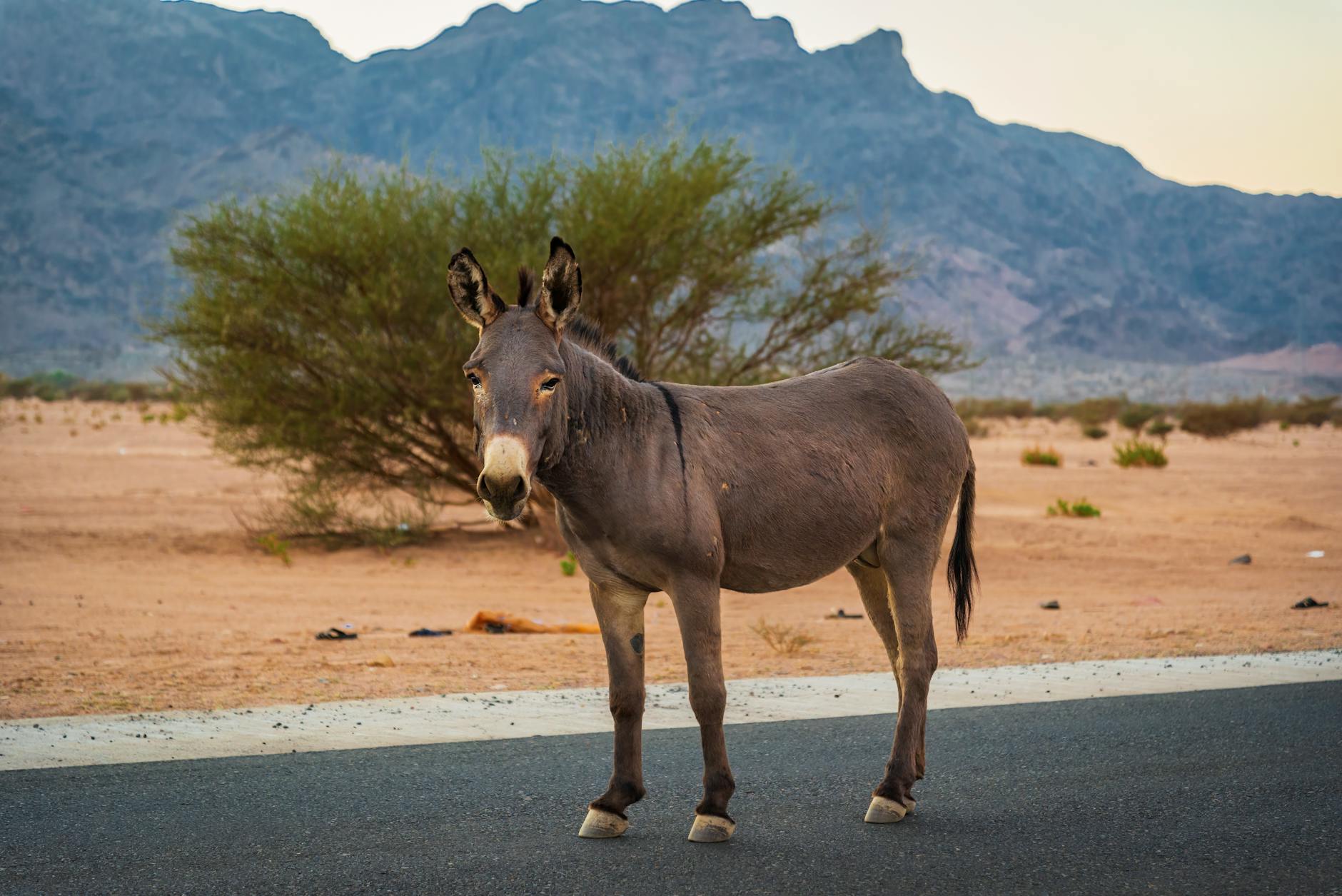 كيفية استكشاف باريس مثل محلي: نصائح من سكان المدينة