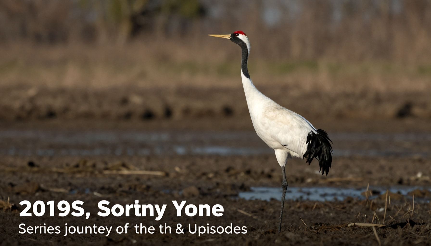 أبرز اللحظات والحوادث في 10 حلقات من مشوار الونش