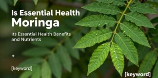 المورينجا: فوائدها الصحية والمغذيات التي لا غنى عنها