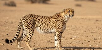 حياة الفهد: 5 حقائق عن هذه الحيوانات الرائعة في السعودية