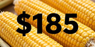 سعر طن الذرة الصفراء اليوم يبلغ 185 دولارًا في الأسواق العالمية