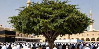 شجرة الأنبياء: 5000 زائر يوميًا في موسم الحج