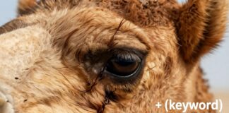 عين الجمل: فوائدها الصحية والعناية بها