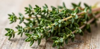 الزعتر يحقق 5 فوائد صحية هامة