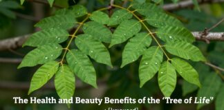 مورينجا: الفوائد الصحية والجمالية ل”شجرة الحياة