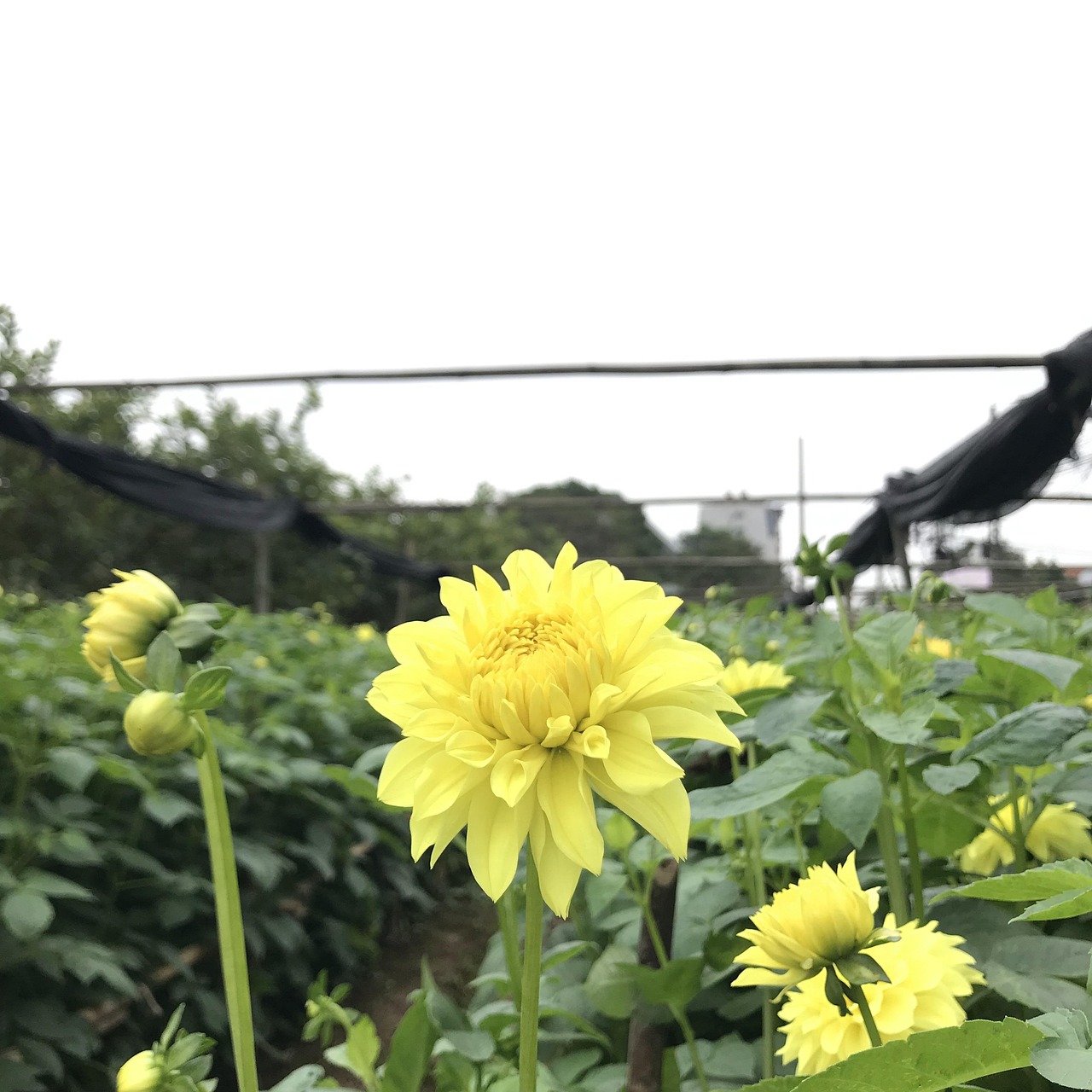 جورجينا: إبداع وجمال في كل تفاصيلها