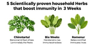 5 أعشاب منزلية تقوي المناعة علميًا في 3 أسابيع